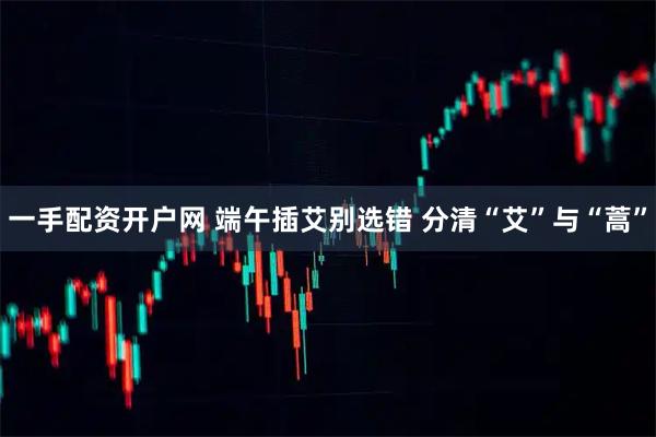 一手配资开户网 端午插艾别选错 分清“艾”与“蒿”