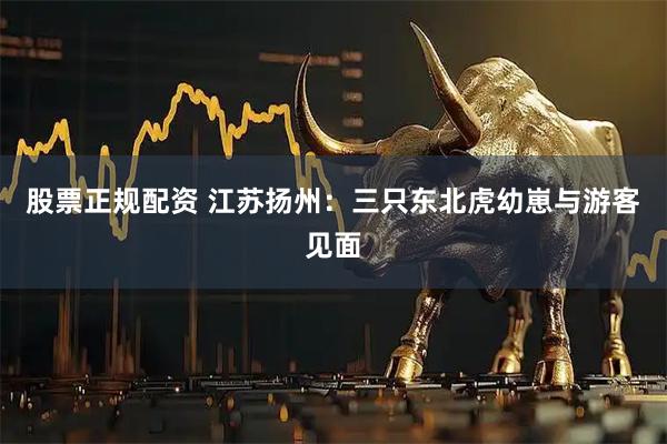 股票正规配资 江苏扬州：三只东北虎幼崽与游客见面